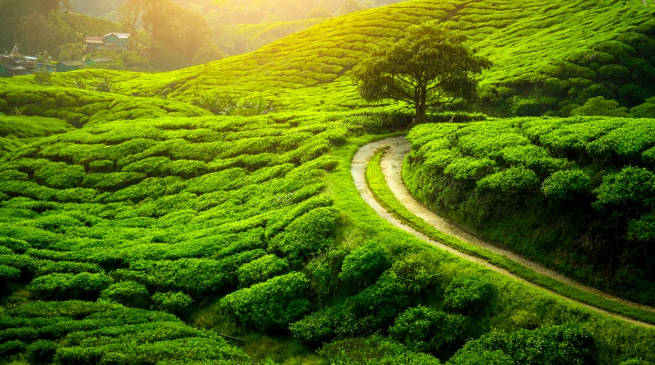 Day 07: Pelling - Darjeeling (110 km / 3-4 hrs)
